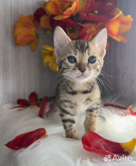 Бенгальские котята