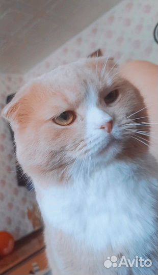 Шотландский вислоухий кот