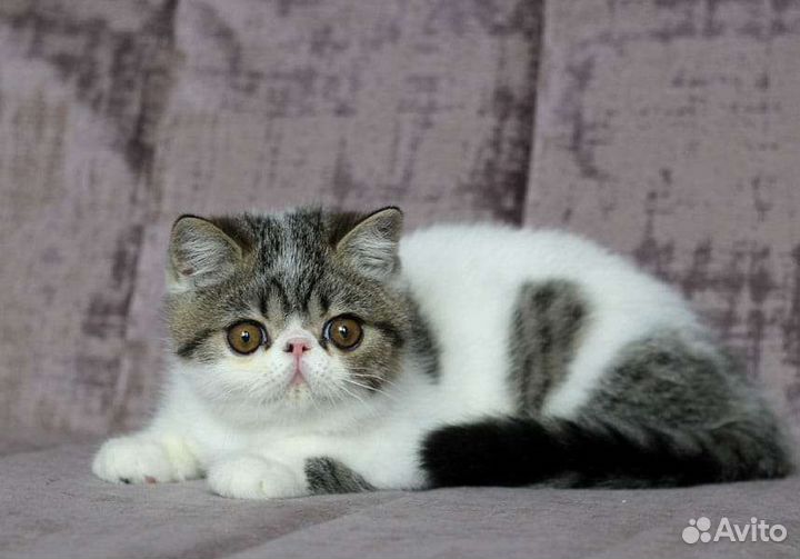 Экзотические котята. Котик Экзот