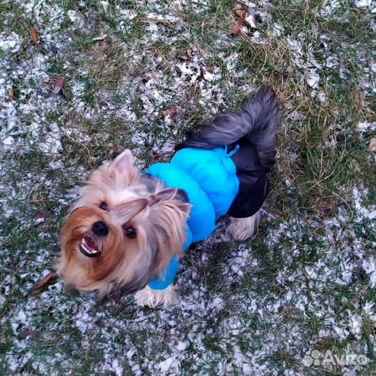 Йоркширский терьер вязка мальчик