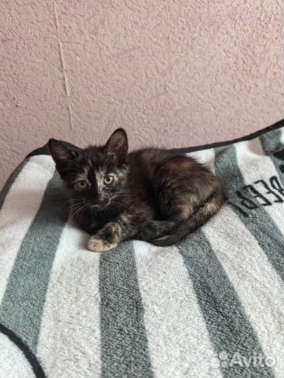 Кошка бесплатно