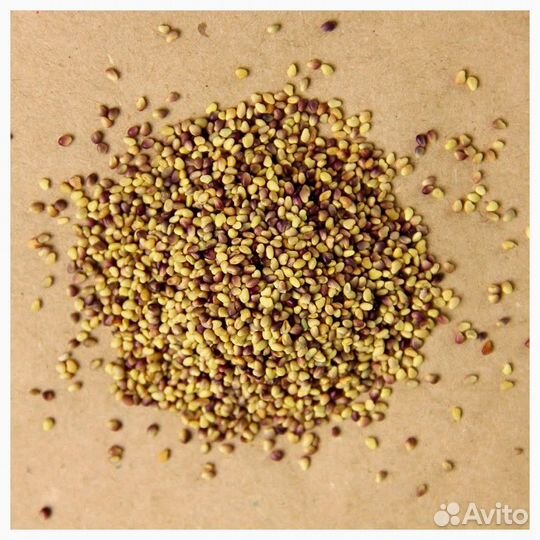 Семена Клевера Розового Гибридного опт