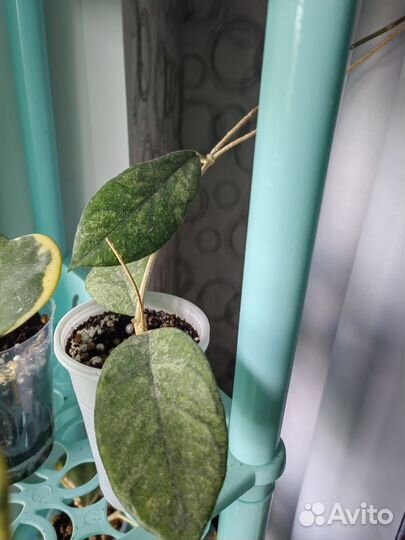 Хойя керри спот центр. Хойя Бахой