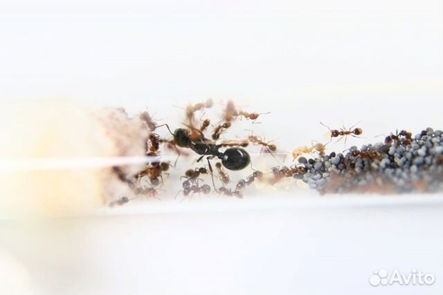Муравьи для муравьиной фермы объявление продам