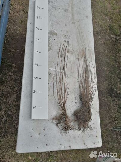 Жасмин чубушник