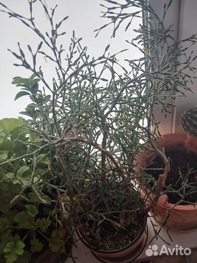 Комнатные цветы