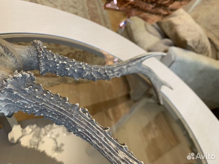 Рога горной косули