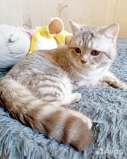 Кот Пуфик