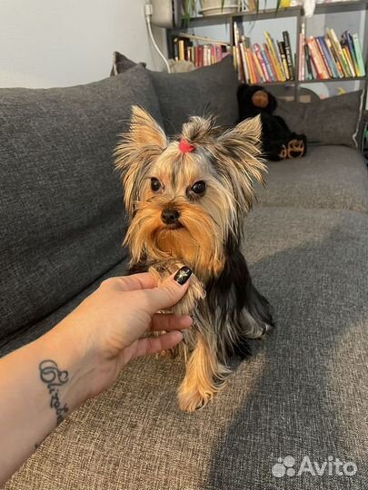 Продам щенка