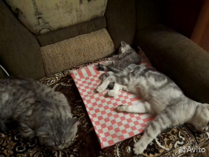 Отдам в добрые руки котёнка