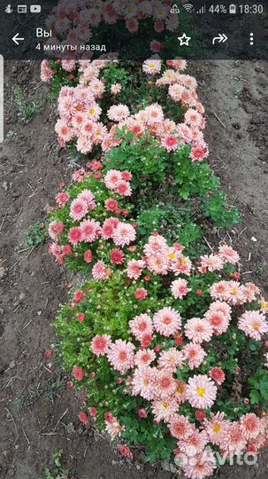 Хризантемы мультифлора