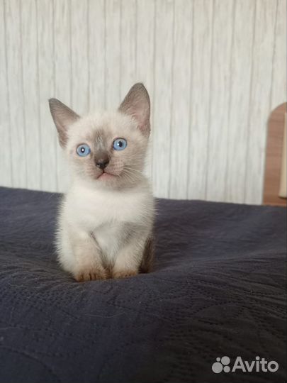 Котята в добрые руки бесплатно