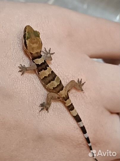 Геккон Triedrus