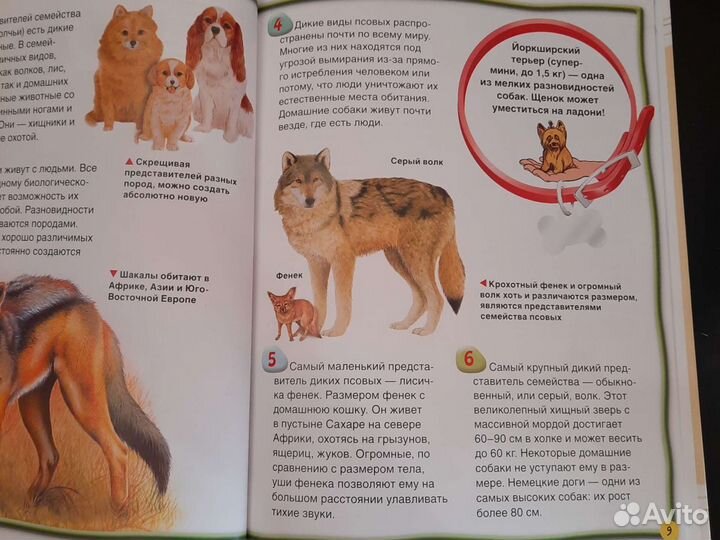 Энциклопедия для детей. Собаки и щенки 100 фактов