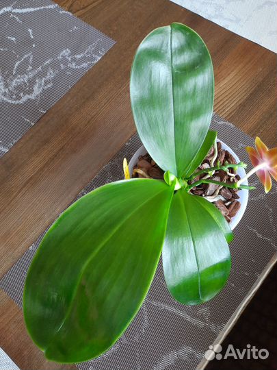 Фаленопсис Mituo посев 0704