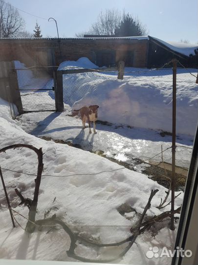 Собака в добрые руки отдам бесплатно