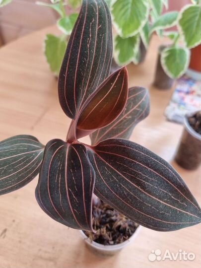 Орхидея лудизия драгоценная