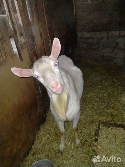 Продается козел