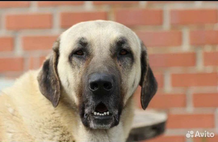 Турецкий кангал