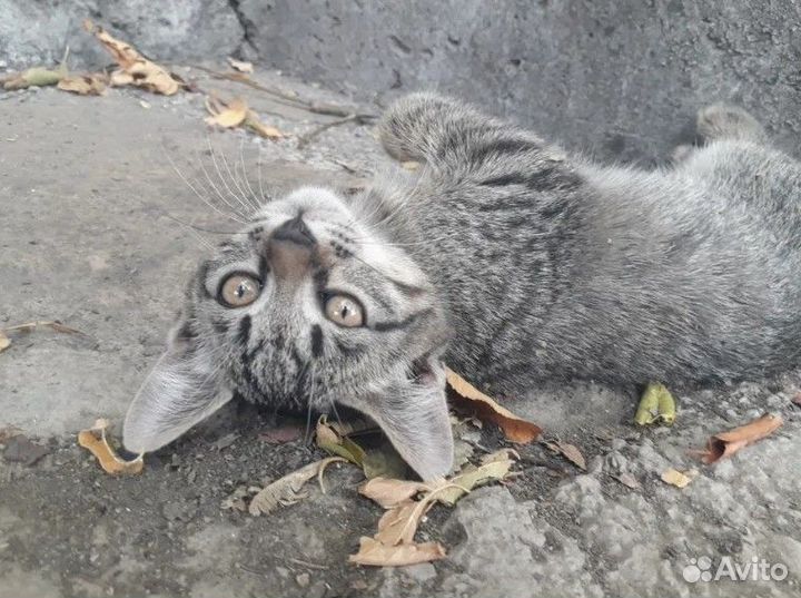 Котенок кошечка Бесплатно