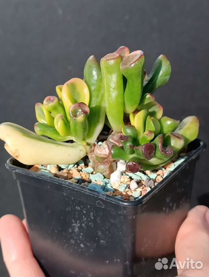 Крассула, Crassula Gollum yellow variegata