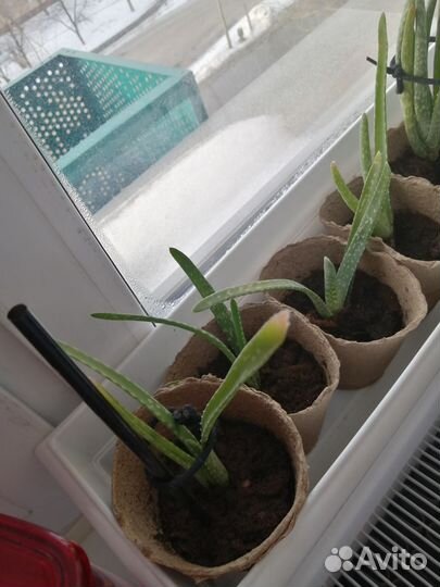 Алое лечебный