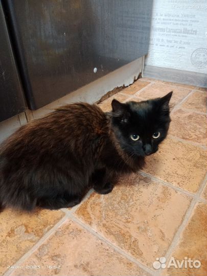 Котенок в дар