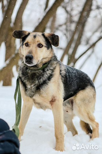Привитый, кастрированный пёс Ларс ищут дом