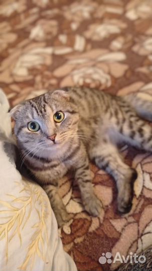 Шотландский Скоттиш Фолд вязка