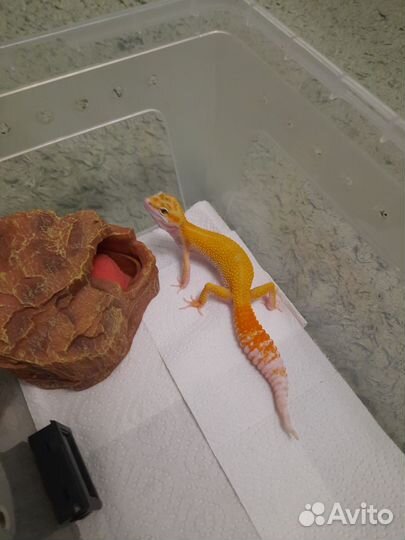 Передержка эублефаров (присмотр)