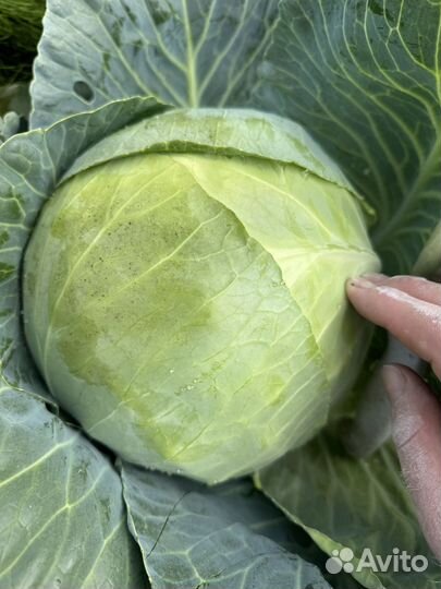 Капуста сетевая