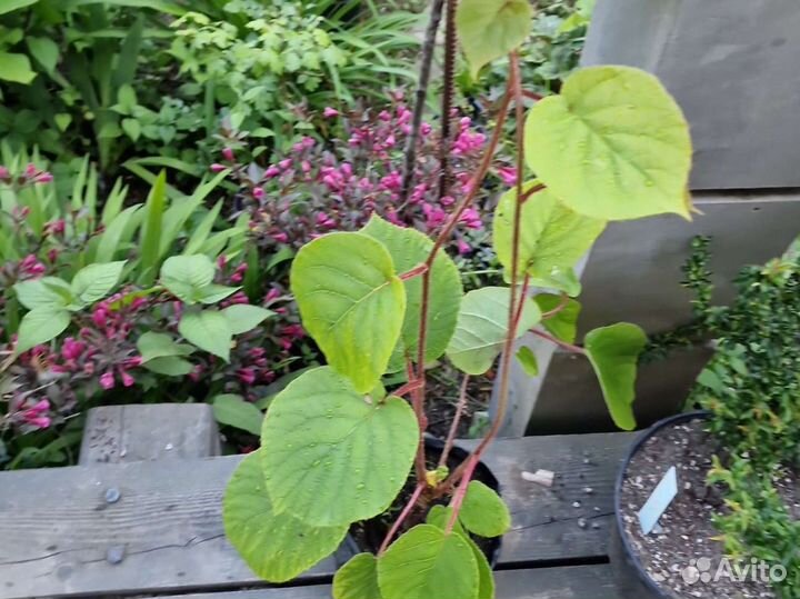 Киви хейворд 3года М и Ж, зкс