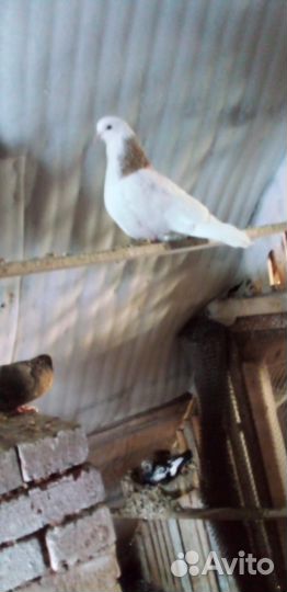 Продам голубей