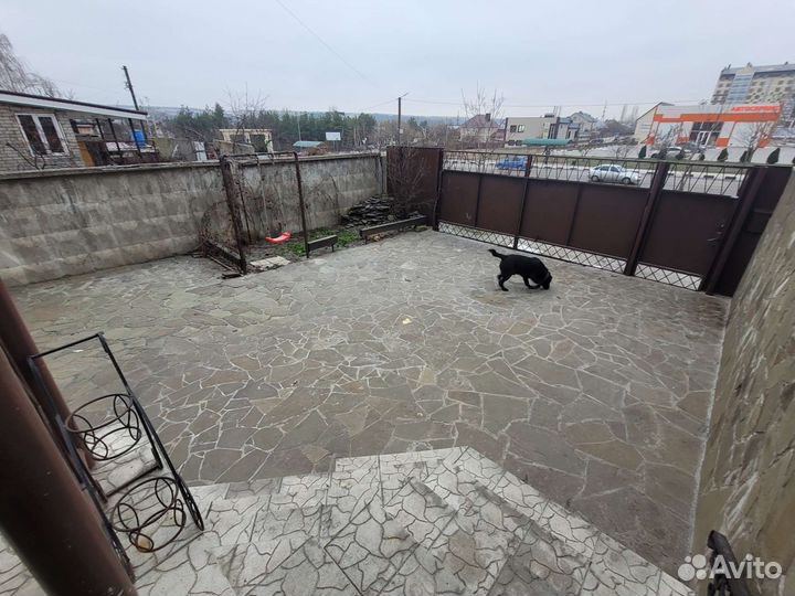 Кобель лабрадора вязка