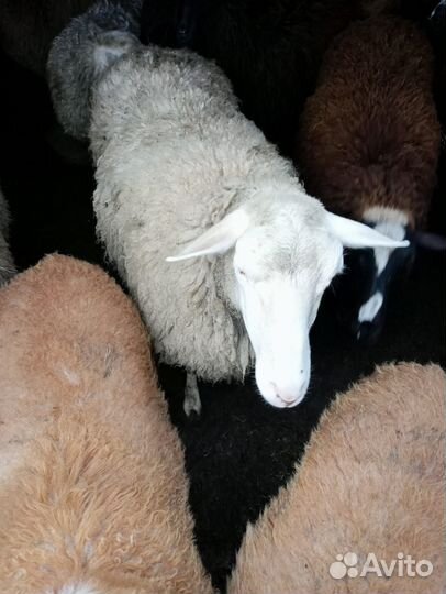 Продаются овцы