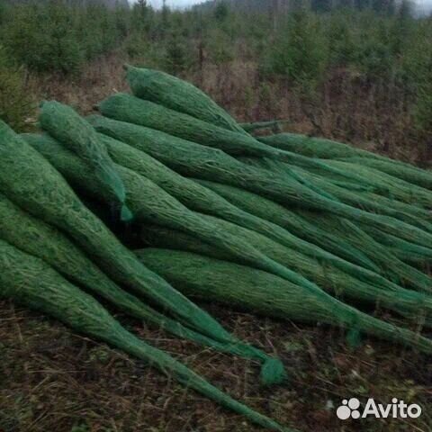 Живая ель сосна доставка Мск