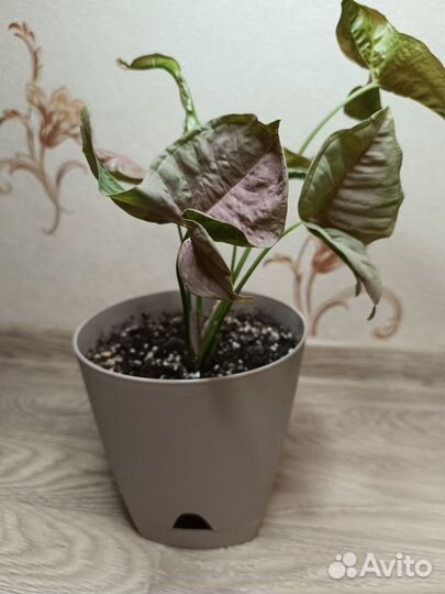 Комнатные цветы (алоэ, сингониумы) в горшках