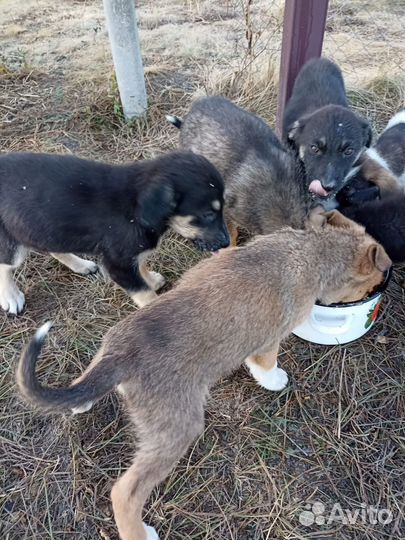 Собаки бесплатно в добрые руки