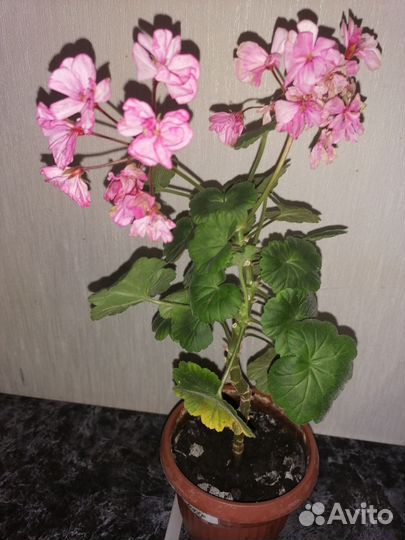 Пеларгония герань