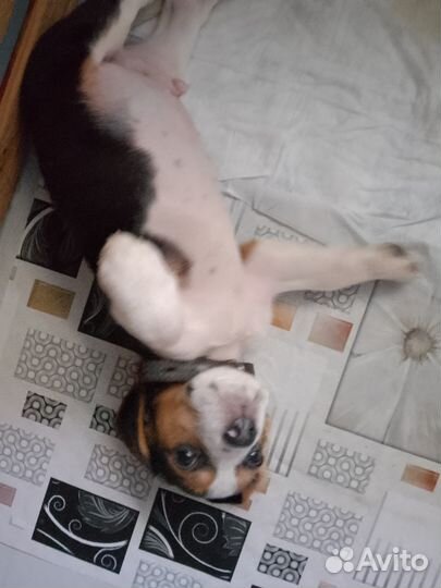 Щенки бигль