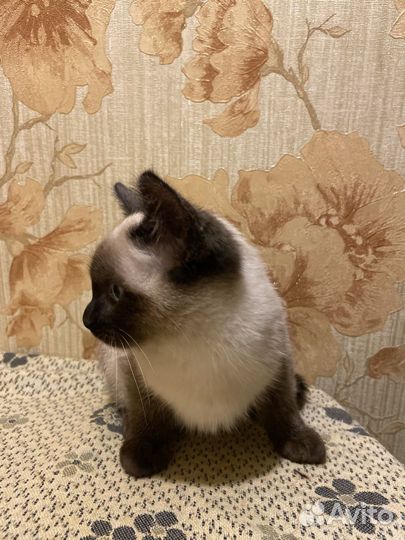Тайские котята