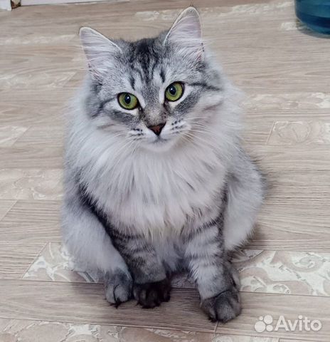Порода сибирская кошка объявление продам