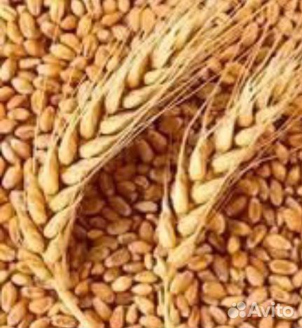 Зерно пшеница