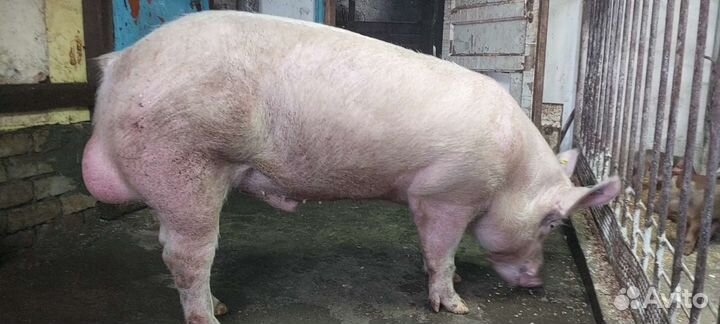 Семя племенных хряков Йоркшир, Пьетрен