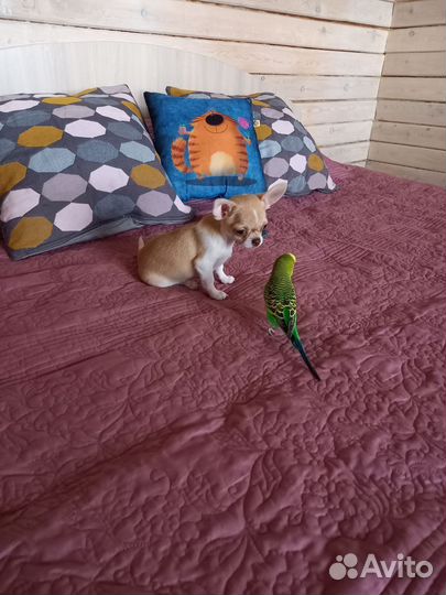 Чихуахуа девочка