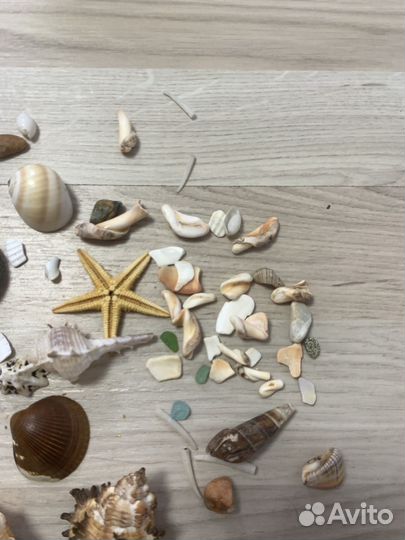 Ракушки и камни