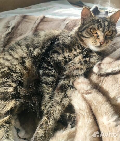 Кошка и котёнок