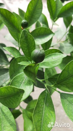 Мандариновое дерево