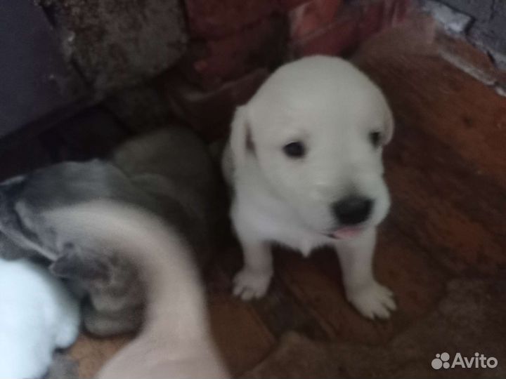 Собака в добрые руки отдам бесплатно