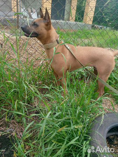 Тайский риджбек